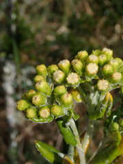 Monticalia andicola