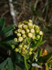 Monticalia andicola