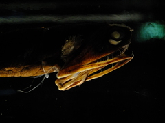 Loosejaw photo 5