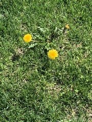 Taraxacum