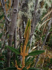 Miconia salicifolia