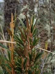 Miconia salicifolia