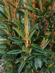 Miconia salicifolia