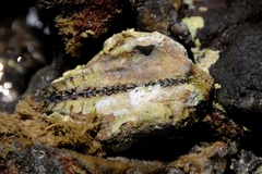Arca pacifica