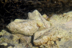 Arca pacifica
