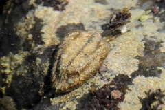 Arca pacifica