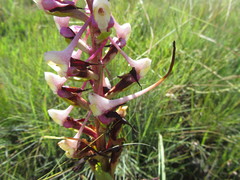 Disa cooperi