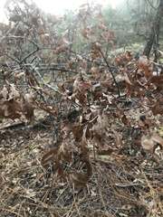 Quercus georgiana