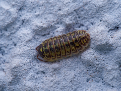 Armadillidium versicolor