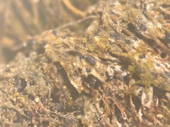 Epigloea soleiformis