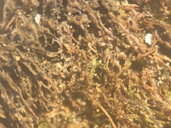 Epigloea soleiformis