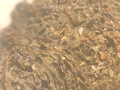 Epigloea soleiformis