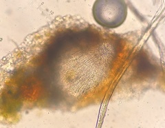 Epigloea soleiformis