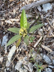 Croton alabamensis