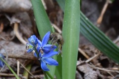 Anthophora villosula