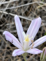 Brodiaea sierrae