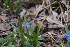 Anthophora villosula