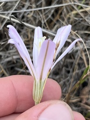 Brodiaea sierrae