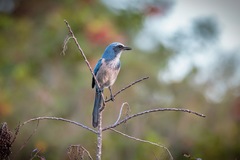 Aphelocoma coerulescens