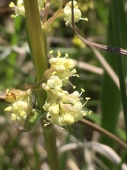 Valeriana edulis
