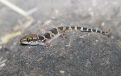 Hemidactylus triedrus
