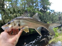 Centropomus parallelus