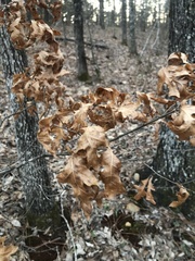 Quercus georgiana