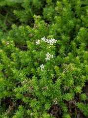 Asperula pusilla