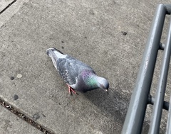 Columba livia domestica
