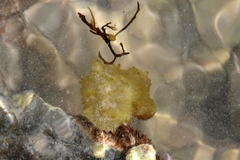 Colpomenia tuberculata