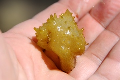 Colpomenia tuberculata