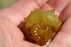 Colpomenia tuberculata