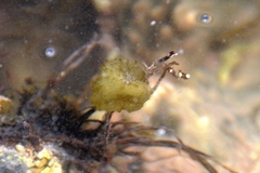 Colpomenia tuberculata