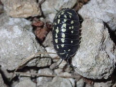 Armadillidium gestroi