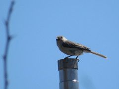 Baeolophus atricristatus