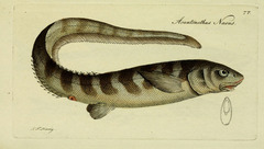 Spiny-Eel photo 4