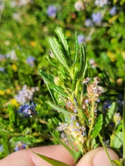 Ceanothus hearstiorum