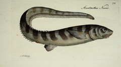 Spiny-Eel photo 5