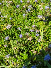 Ceanothus hearstiorum