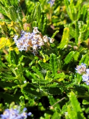 Ceanothus hearstiorum
