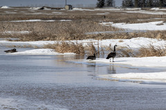 Branta canadensis
