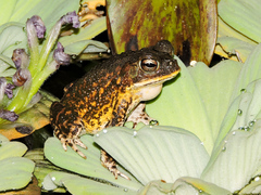Incilius mazatlanensis