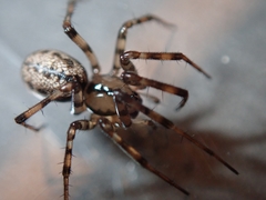 Stemonyphantes lineatus