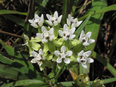 Asclepias nivea