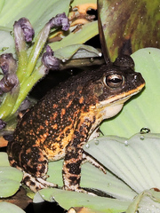 Incilius mazatlanensis
