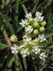 Asclepias nivea