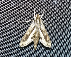 Hippotion velox