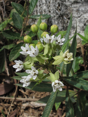 Asclepias nivea