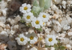 Linanthus maculatus emaculatus