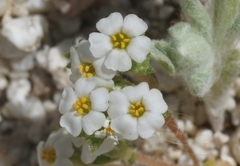 Linanthus maculatus emaculatus